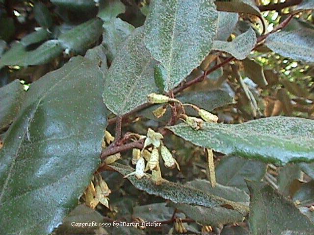 thorny elaeagnus